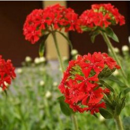 Lychnis_chalcedonica_Scharlach_Rot_Brennende_Liebe