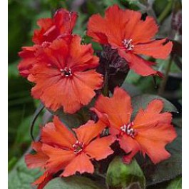 Lychnis_haageana_Molten_Lava_Garten-Lichtnelke