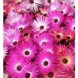 Mesembryantemum_gramineus_African_Dream_Mittagsblume
