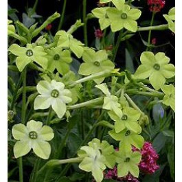 Nicotiana_sanderae_Lime_Green_Ziertabak