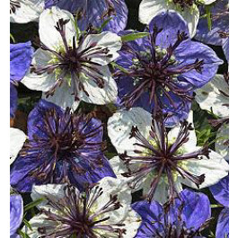 Nigella_papillosa_Musical_Prelude_Schwarzkümmel