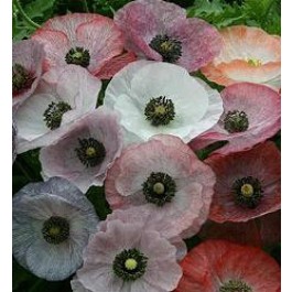 Perlmutmohn_Papaver_rhoeas_Mother_of_Pearl 