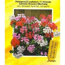 Geranie_Pelargonium_peltatum_Summer_Showers