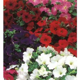 Petunia_multiflora_Special_Mix