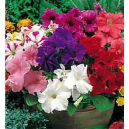 Petunia_grandiflora_Special_mix