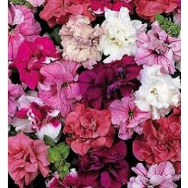 Petunia_multiflora_Duo_Mix