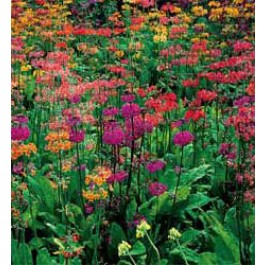 Primula_hybrida_Candelabra_Primel_Schlüsselblume