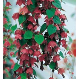 Rhodochiton atrosanguineus 