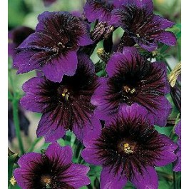 Salpiglossis_sinuata_Kew_Blue_Trompetenzunge