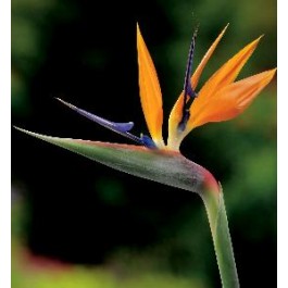 Strelitzia reginae