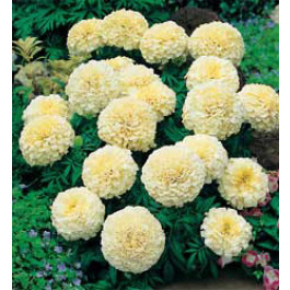 Tagetes_erecta_Vanilla_Studentenblume