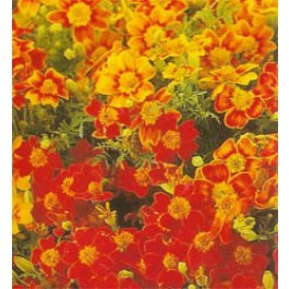 Tagetes_tenuifolia_Starfire_Mix