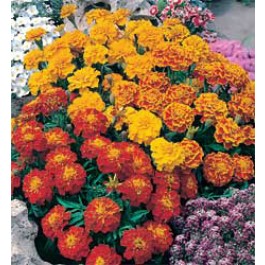 Tagetes_patula_nana_Bonita_mix