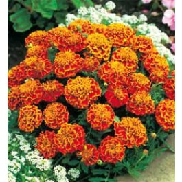 Tagetes_patula_nana_Honeycomb