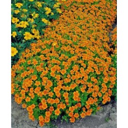 Studentenblume_klein_orange