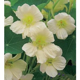 Tropaeolum_majus_Milkmaid_Kapuzinerkresse