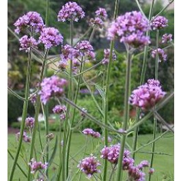 Verbena_bonariensis_Eisenkraut