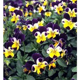 Viola_tricolor_Johnny_Jump_Up