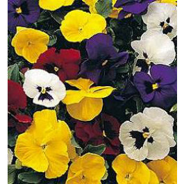 Viola_wittrockiana_Special_Early_Mix