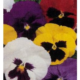 Viola_wittrockiana_Schweizer-Riesen_Mix