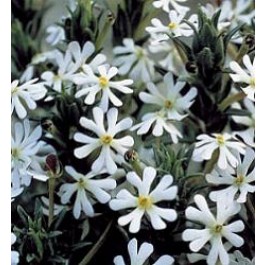 Zaluziansya capensis Midnight Candy