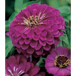 Blumensamen_Zinnia_Purple_Prince
