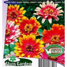 Zinnia elegans Caroussel mix