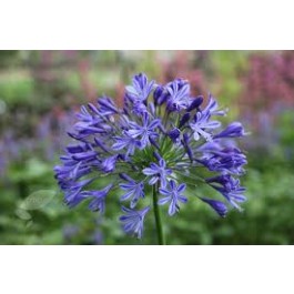 Agapanthus_headbourne