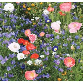 Blumenmix_Carri_ Ann
