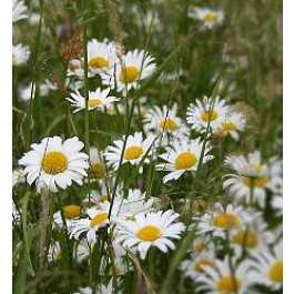 Chrysanthemum_Leucanthemum_vulgare_Margerite