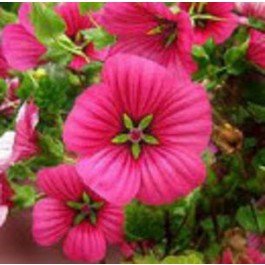 Malope_trifida_Vulcan_Malve