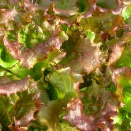 Salat Pflücksalat_Schnittsalat_Teide