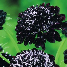 Witwenblume_Scabiosa_Black_Knight_WB21416