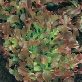 Eichblattsalat_Red_Salad_Bowl 
