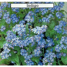 Myosotis_syllvatica_Indigo_Vergißmeinnicht