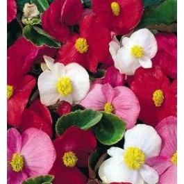 Begonia_semperflorens_Summer_Rainbow_mix