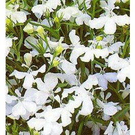 Lobelia_erinus_pendula_White_Fountain