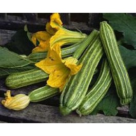 Zucchini_Romanesco