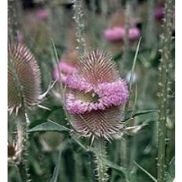 Kardendistel - Dipsacus_fullonum