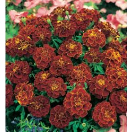 Studentenblume_Tagetes_patula_Red_Cherry