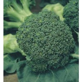Broccoli _Calabrese_Grün