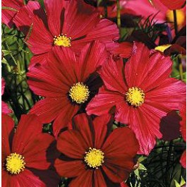 Schmuckkörbchen_Cosmos_bipinnatus_Rubenza