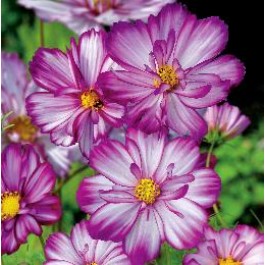 Schmuckkörbchen_Cosmos_bipinnatus_Sweet_Kiss
