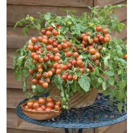 Tomaten_Balkontomate_Cherry_Falls