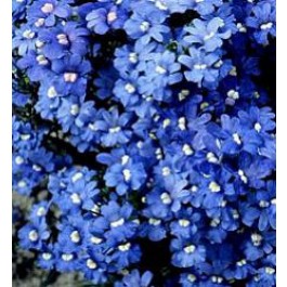 Elfenspiegel_Nemesia_strumosa_Blue_Gem