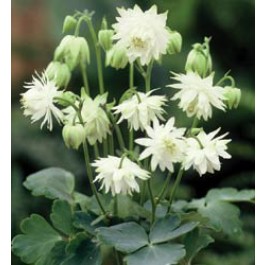 Akelei_Aquilegia_vulgaris_Lime_Sorbet