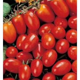 Tomaten_minipomodori_Principe_Borghese