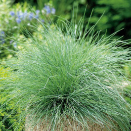 Festuca Glauca