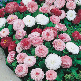 Bellis perennis Goliath Mix