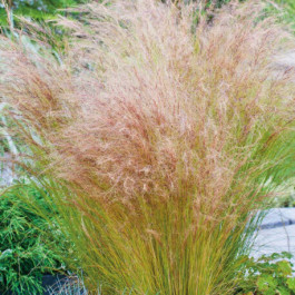 Stipa tenacissima